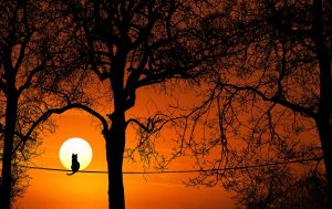Bild einer Katze die bei einem Sonnenuntergang auf einem Baum ohne Blätter sitzt